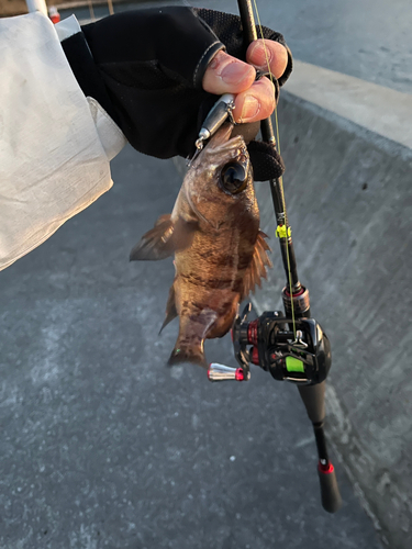 メバルの釣果