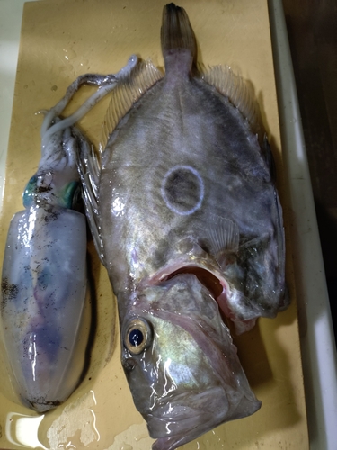 マトウダイの釣果