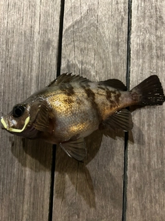 メバルの釣果