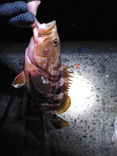 オオモンハタの釣果