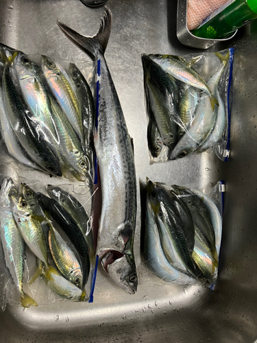 サゴシの釣果