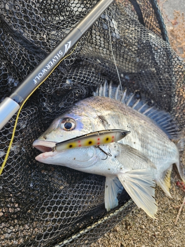 キビレの釣果