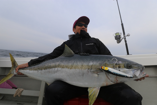 ヒラマサの釣果