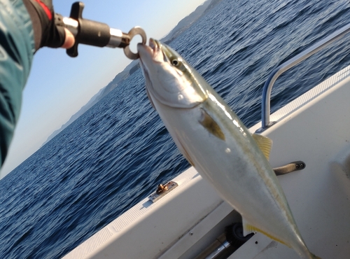 ヤズの釣果