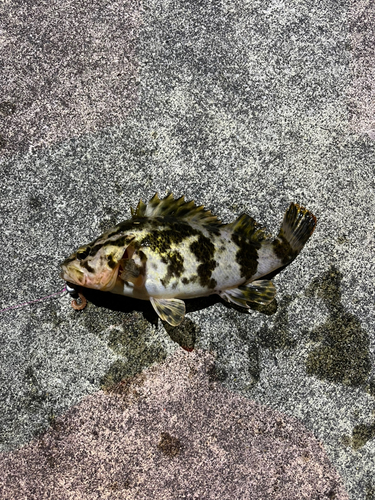 タケノコメバルの釣果