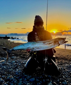 サワラの釣果