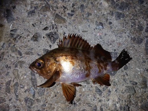 メバルの釣果