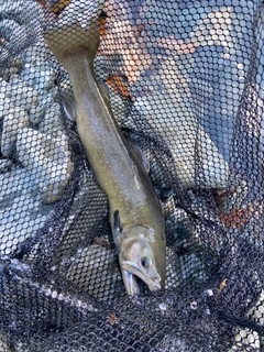 イワナの釣果