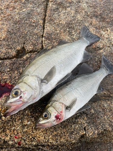 ヒラスズキの釣果