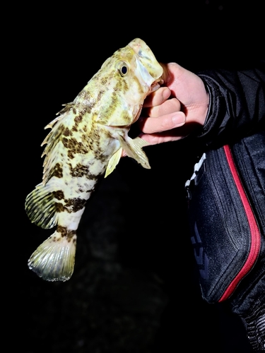 タケノコメバルの釣果