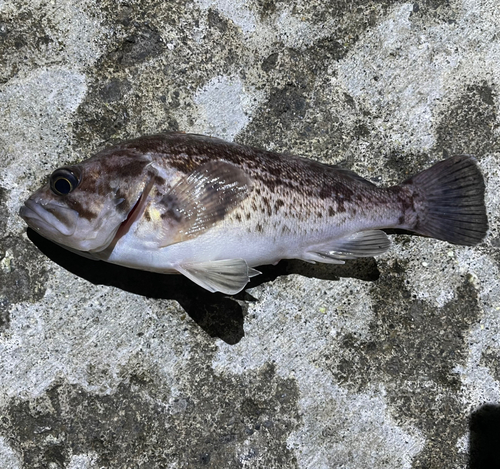 釣果