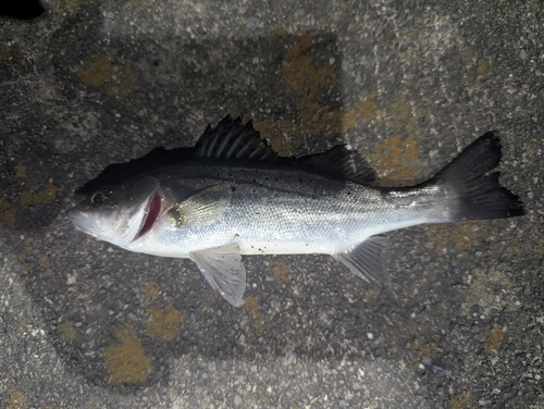 マルスズキの釣果