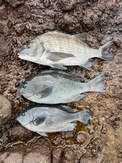 クロダイの釣果