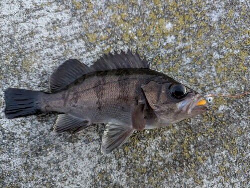 シロメバルの釣果