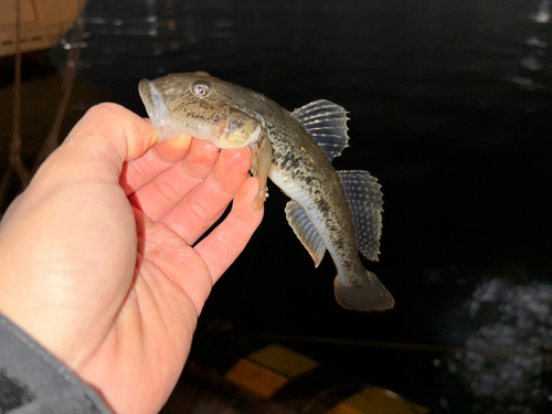 ハゼの釣果