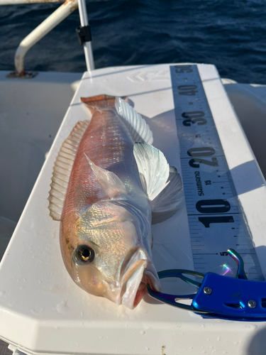 シロアマダイの釣果