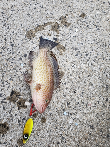 オオモンハタの釣果