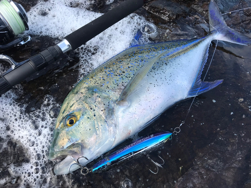 カスミアジの釣果