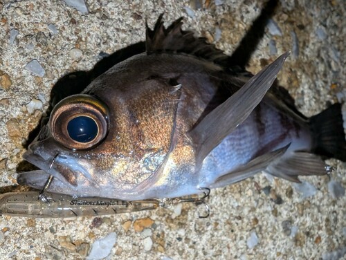 メバルの釣果