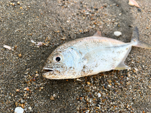 メッキの釣果