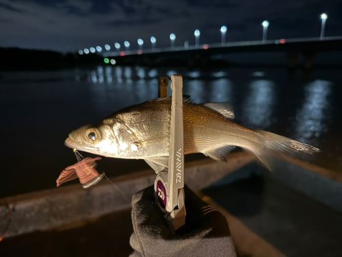 セイゴ（ヒラスズキ）の釣果