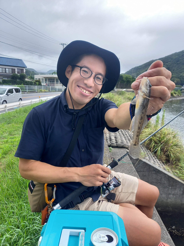 ハゼの釣果