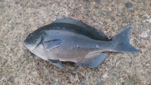 オナガグレの釣果