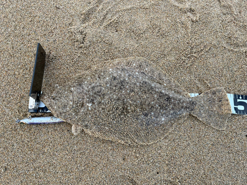 ヒラメの釣果