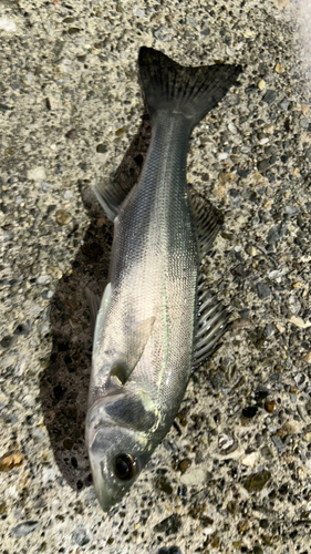 セイゴ（マルスズキ）の釣果