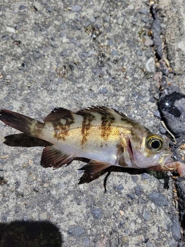 メバルの釣果