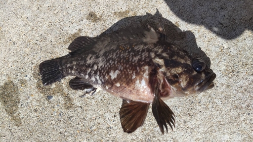 オウゴンムラソイの釣果