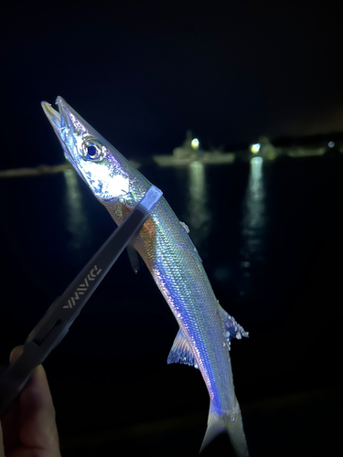 カマスの釣果