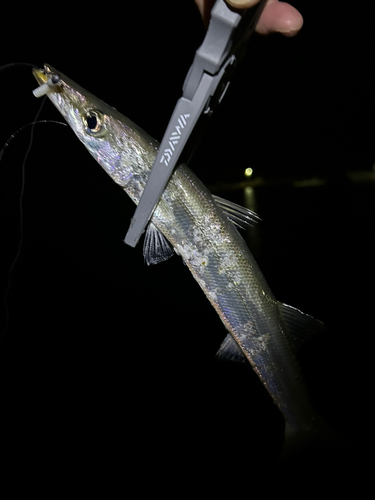 カマスの釣果