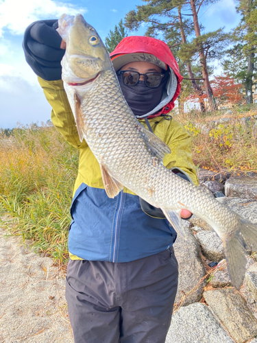 ニゴイの釣果