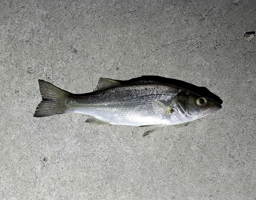 セイゴ（マルスズキ）の釣果