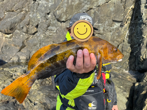 アイナメの釣果