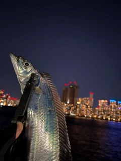 タチウオの釣果