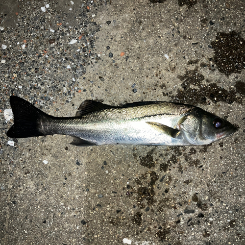 セイゴ（マルスズキ）の釣果