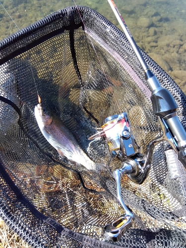 ニジマスの釣果