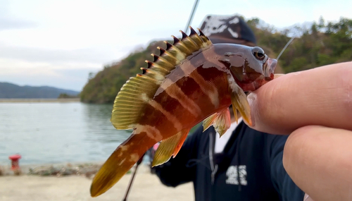 アカハタの釣果