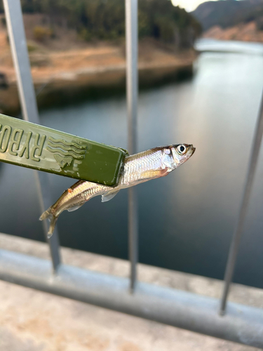 ワカサギの釣果