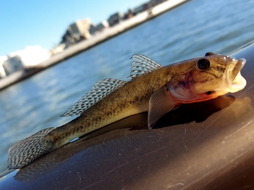 マハゼの釣果