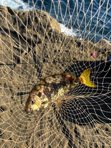 アイゴの釣果