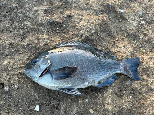 クロメジナの釣果