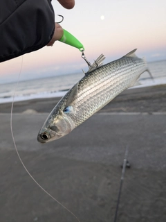 ボラの釣果