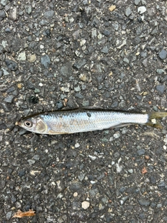 オイカワの釣果