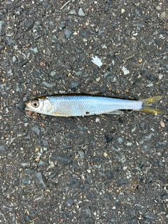 オイカワの釣果