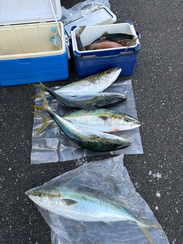 ブリの釣果