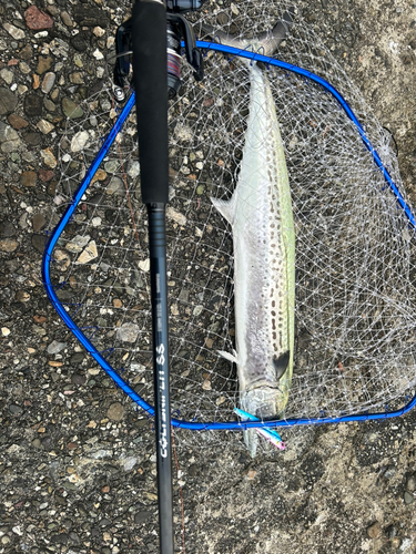 サゴシの釣果