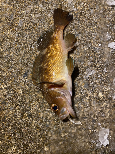 エゾメバルの釣果